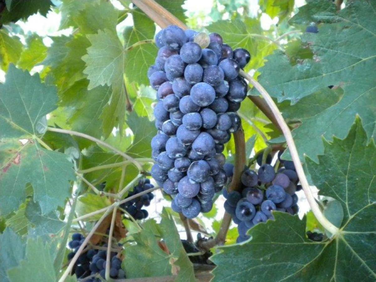 Agriturismo Il Melo ヴァルファッブリカ エクステリア 写真
