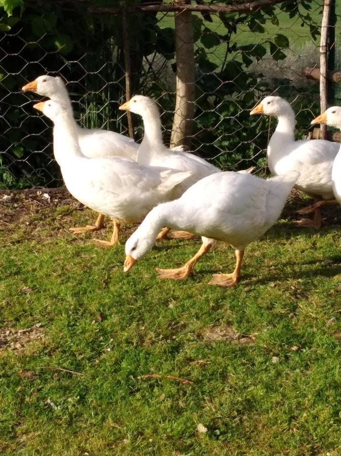 Agriturismo Il Melo ヴァルファッブリカ エクステリア 写真